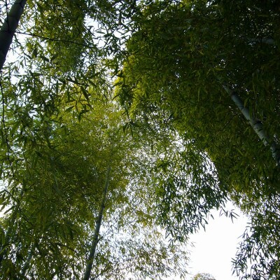 <長岡京産>朝堀り竹の子 4kg箱