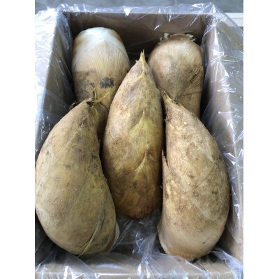 長岡京市産 京たけのこ 2kg