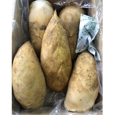 長岡京市産京たけのこ 4kg