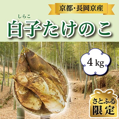 【さとふる限定】長岡京市産 京 白子たけのこ 4kg