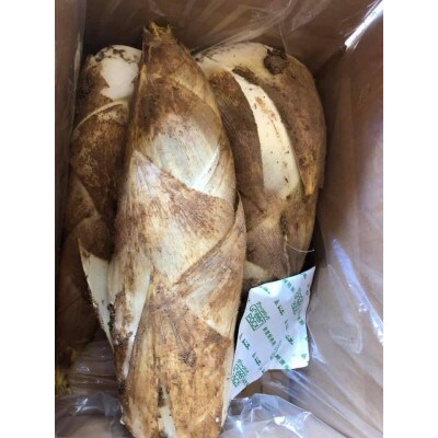 【さとふる限定】長岡京市産 京 白子たけのこ 4kg