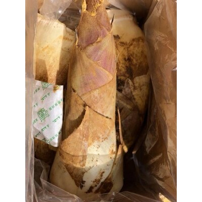 長岡京市産 京 白子たけのこ 2kg