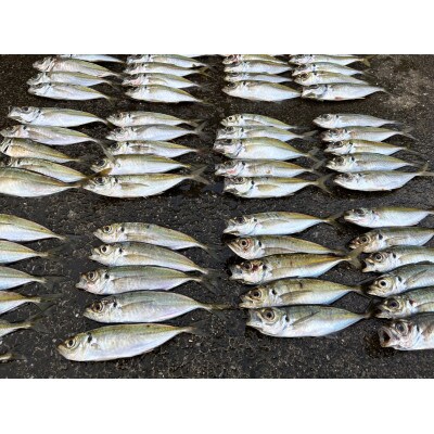 海賊ベイト5色セット