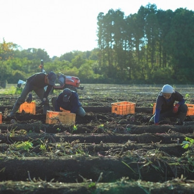 「謹製」干しいも 紅はるか 100g×15袋