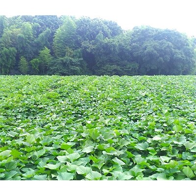 干しいも3種詰め合わせ　紅はるか、玉ゆたか、紫芋(200g×5袋)