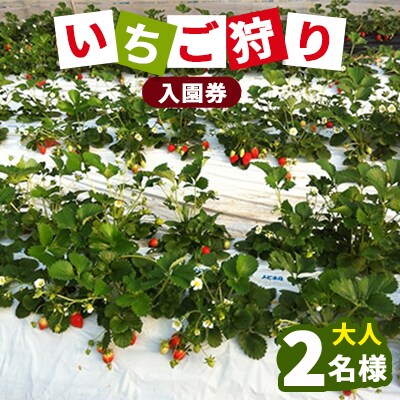【藤戸いちご園】いちご狩り入園券(大人2名様分)