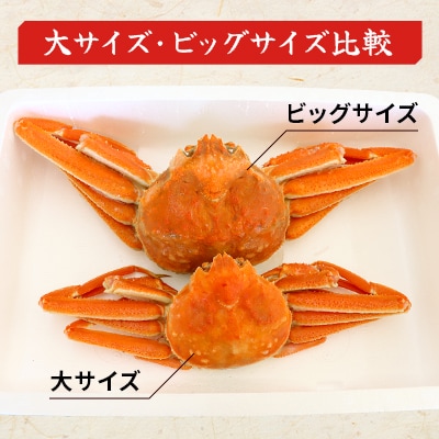 【訳あり】オオズワイガニ ボイル ビッグサイズ  2杯 合計約1.2kg