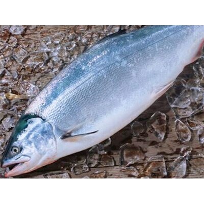【活〆】 ブランド鮭 「銀聖」 1尾(メス) 約4.0kg【2020年9月上旬より発送】