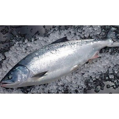「時鮭」1尾丸ごと(2～2.3kg) 【2022年5月より発送】