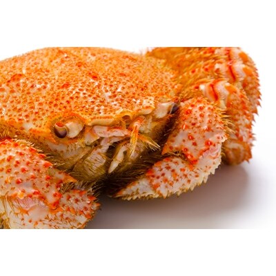 【ふるさと納税限定】ミソと身がぎっしり詰まった〈毛がに(大)〉約600g×2尾