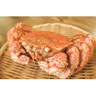 【ミソたっぷり身がぎっしり詰まった】＜毛がに(大)＞約500g×34尾