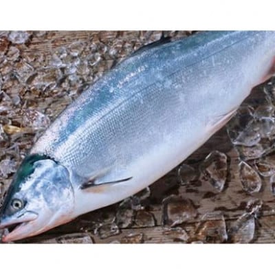 秋鮭　1尾(メス)　約2.5Kg～2.8Kg