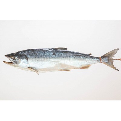 【先行受付】北海道伝統の味!鮭の山漬け1本物(AV002-P)