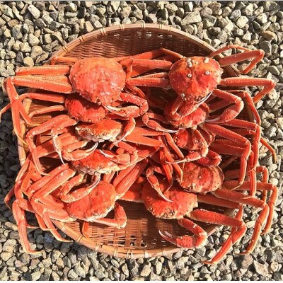 【訳あり】「蒸し」オオズワイガニ10杯　約2.0kg～2.6kg