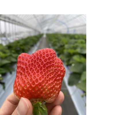 【訳あり】様似町産　すずあかね　約1kg