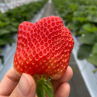 【訳あり】様似町産　すずりっか　約1kg