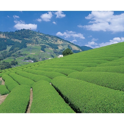 世界農業遺産　静岡の茶草場農法　掛川茶深むし茶・葉織　100g袋×5本