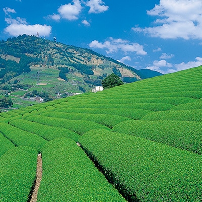 世界農業遺産　静岡の茶草場農法　掛川茶深むし茶・茶師の誉100g袋(タトウ紙入)×5本