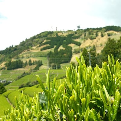 静岡・深蒸し掛川茶(一番茶100%)200g×6袋(1.2kg)セット(静岡県掛川産)