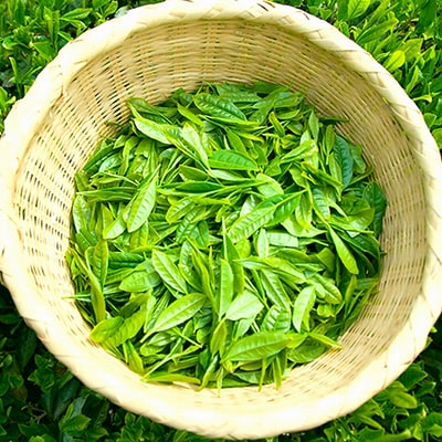 深蒸し掛川茶 掛川の城 セット500g×2袋(1kg)