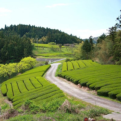 自然栽培茶(化学肥料・農薬未使用)深蒸し掛川茶100g×3袋