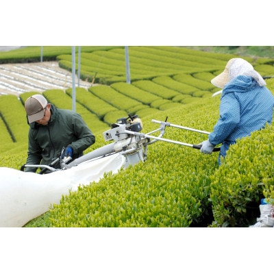 深蒸し掛川茶(掛川の里)500g2袋 静岡県掛川産二番茶100% たくさんお茶を飲む方におすすめ