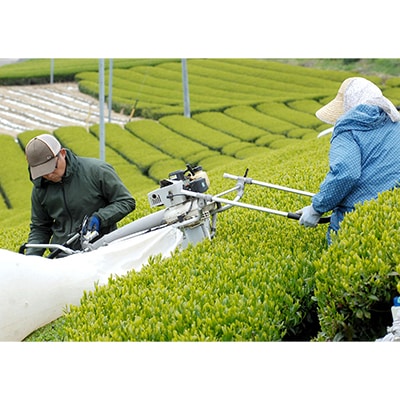 【訳あり】エコ袋 緑茶 ティーバッグ ひも付 2g50入2袋 深蒸し掛川茶 静岡県掛川産 一番茶
