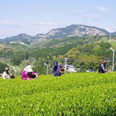 山東受賞記念茶 大臣賞受賞茶園 深蒸し掛川茶 80g×3袋 箱入り包装済み
