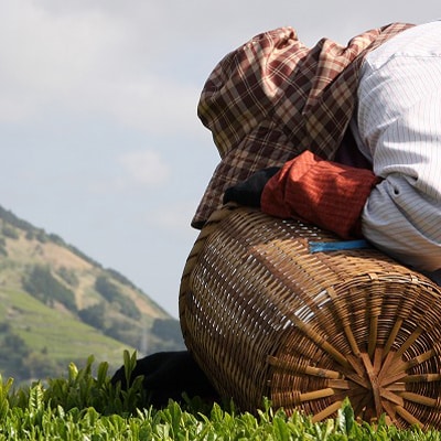 手摘み 深蒸し掛川茶 天心 100g×3缶セット 箱入包装