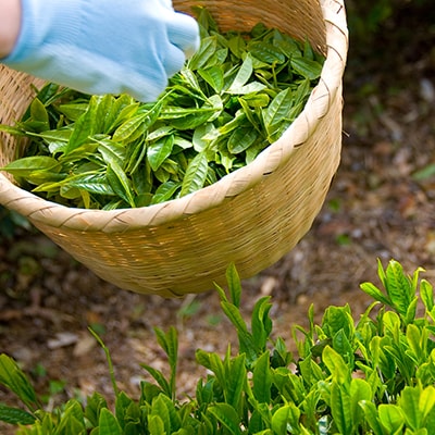 手摘み 深蒸し掛川茶 天心 100g×3缶セット 箱入包装
