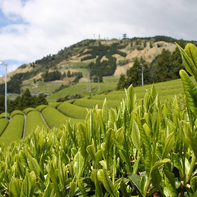 新芽の粉茶(深蒸し掛川茶)一番茶の新芽から摘み取られる香りの良い粉茶  200g×5袋 計1kg