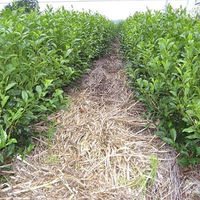 深蒸し掛川茶「一豊もてなし茶」100g×2袋　静岡の茶草場農法　掛川市日坂のお茶限定