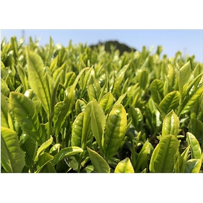 【令和3年 新茶 先行受付】 5月上旬より発送　期間限定　深蒸し掛川新茶 3缶
