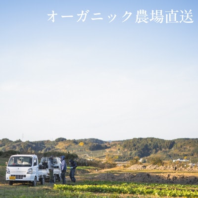 しあわせ野菜畑の有機野菜　Lセット　(安心の有機JAS認証　旬のオーガニック野菜　農場直送便)