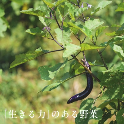 しあわせ野菜畑の有機野菜　Lセット　(安心の有機JAS認証　旬のオーガニック野菜　農場直送便)