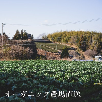 しあわせ野菜畑の有機野菜　Mセット　(安心の有機JAS認証　旬のオーガニック野菜　農場直送便)