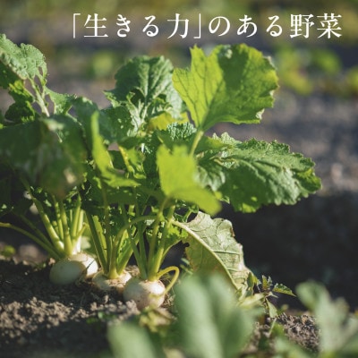 しあわせ野菜畑の有機野菜　Mセット　(安心の有機JAS認証　旬のオーガニック野菜　農場直送便)
