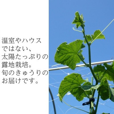 【フードロス対応・規格外】有機キュウリ　接ぎ木ではない昔ながらの自根きゅうり  夏季(6～8月)発送
