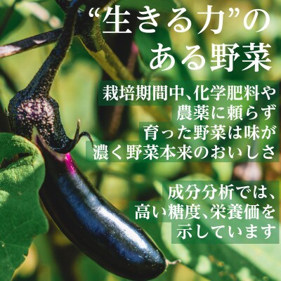 【毎月定期便】有機 野菜　おためしセット　オーガニック野菜　有機JAS　しあわせ野菜畑全12回