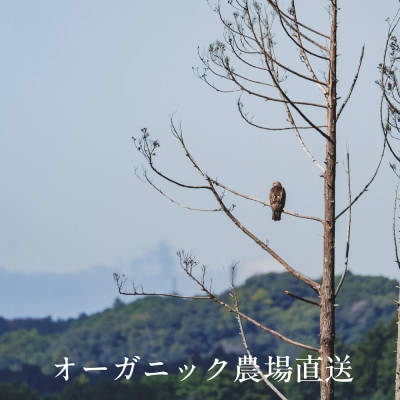 【毎月定期便】しあわせ野菜畑の有機野菜　Mセット　(安心の有機JAS認証　オーガニック野菜)全12回