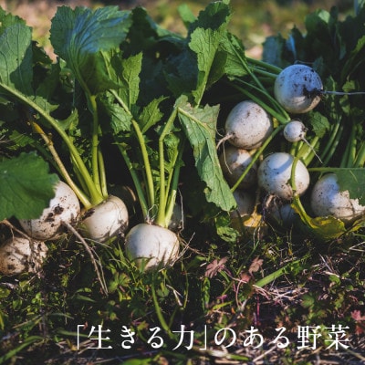 【毎月定期便】しあわせ野菜畑の有機野菜　Mセット　(安心の有機JAS認証　オーガニック野菜)全12回