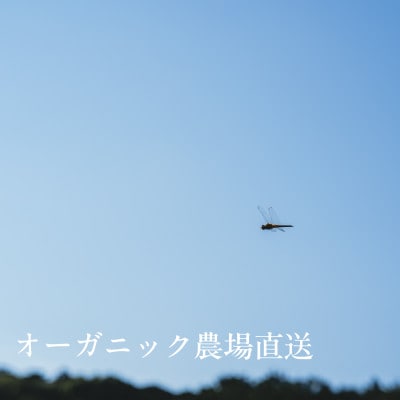 【毎月定期便】しあわせ野菜畑の有機野菜　Mセット　(安心の有機JAS認証　オーガニック野菜)全6回
