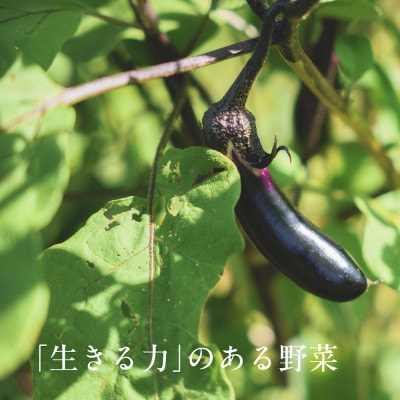 【毎月定期便】しあわせ野菜畑の有機野菜　Mセット　(安心の有機JAS認証　オーガニック野菜)全3回
