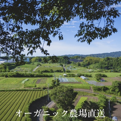 【毎月定期便】しあわせ野菜畑の有機野菜　Lセット　(安心の有機JAS認証　オーガニック野菜)全12回