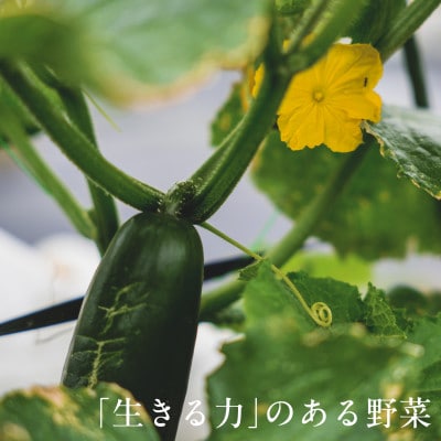 【毎月定期便】しあわせ野菜畑の有機野菜　Lセット　(安心の有機JAS認証　オーガニック野菜)全12回