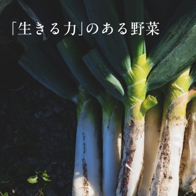 【毎月定期便】しあわせ野菜畑の有機野菜　Lセット　(安心の有機JAS認証　オーガニック野菜)全6回