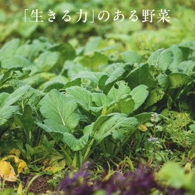 【毎月定期便】しあわせ野菜畑の有機野菜　Lセット　(安心の有機JAS認証　オーガニック野菜)全3回