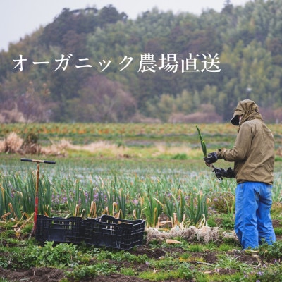 【毎月定期便】しあわせ野菜畑のシェフS セット　(訳あり規格外の有機野菜を一部使用)全12回