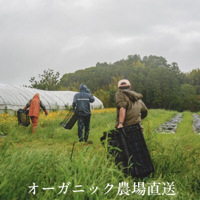 【毎月定期便】しあわせ野菜畑のシェフS セット　(訳あり規格外の有機野菜を一部使用)全3回