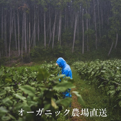 【毎月定期便】しあわせ野菜畑のシェフMセット　(訳あり規格外の有機野菜を一部使用)全6回